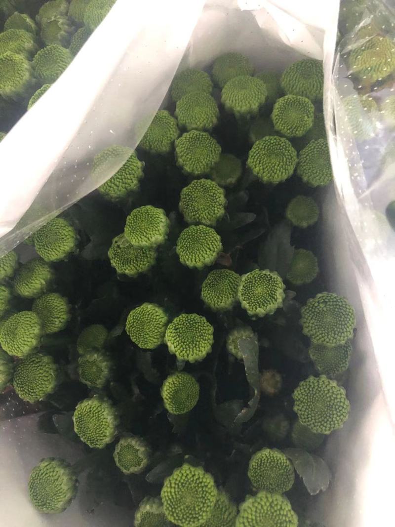 雏菊基地直采