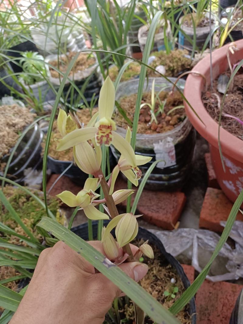 红香妃