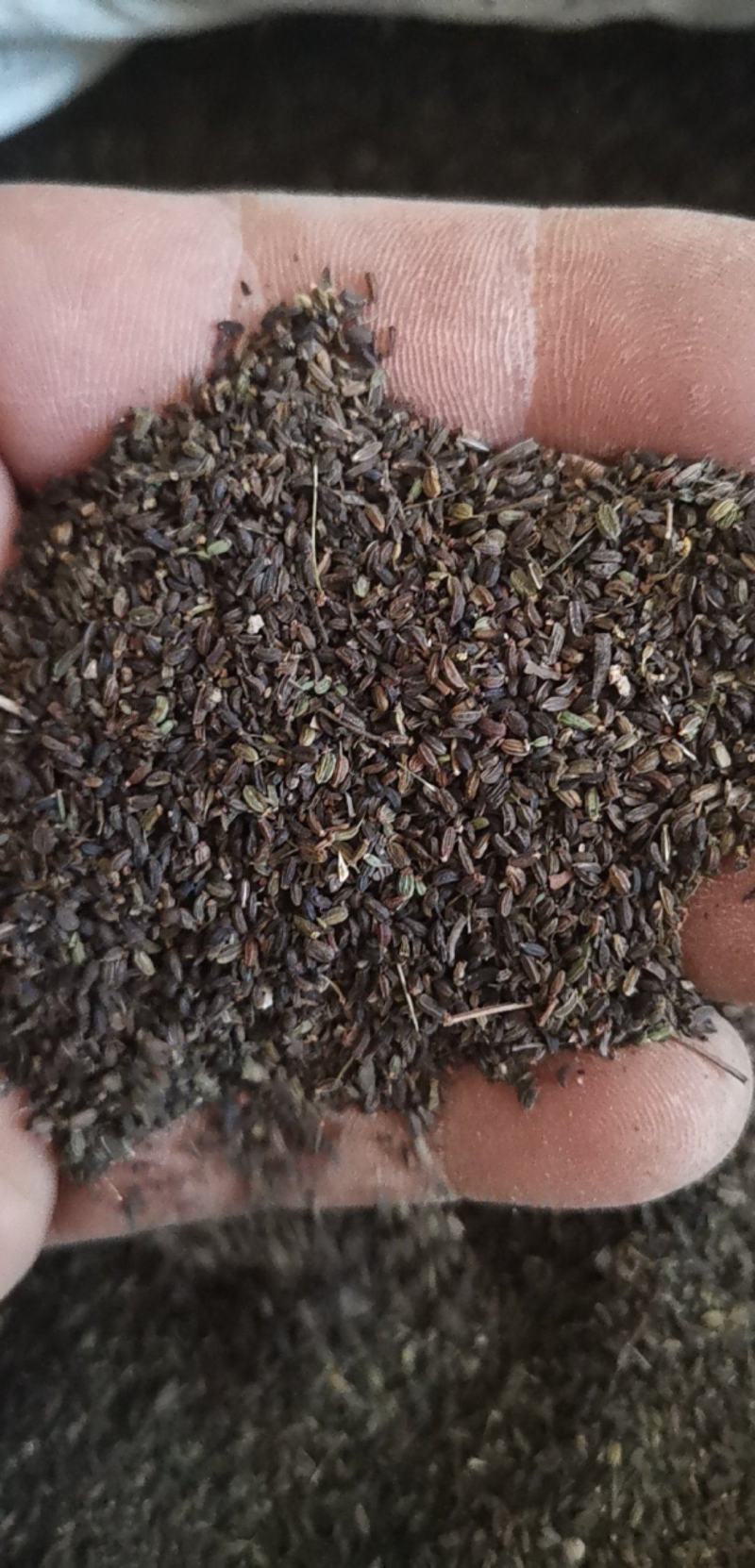 柴胡种子，北柴胡，红柴胡种子，芽率好，净度高