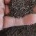柴胡种子，北柴胡，红柴胡种子，芽率好，净度高
