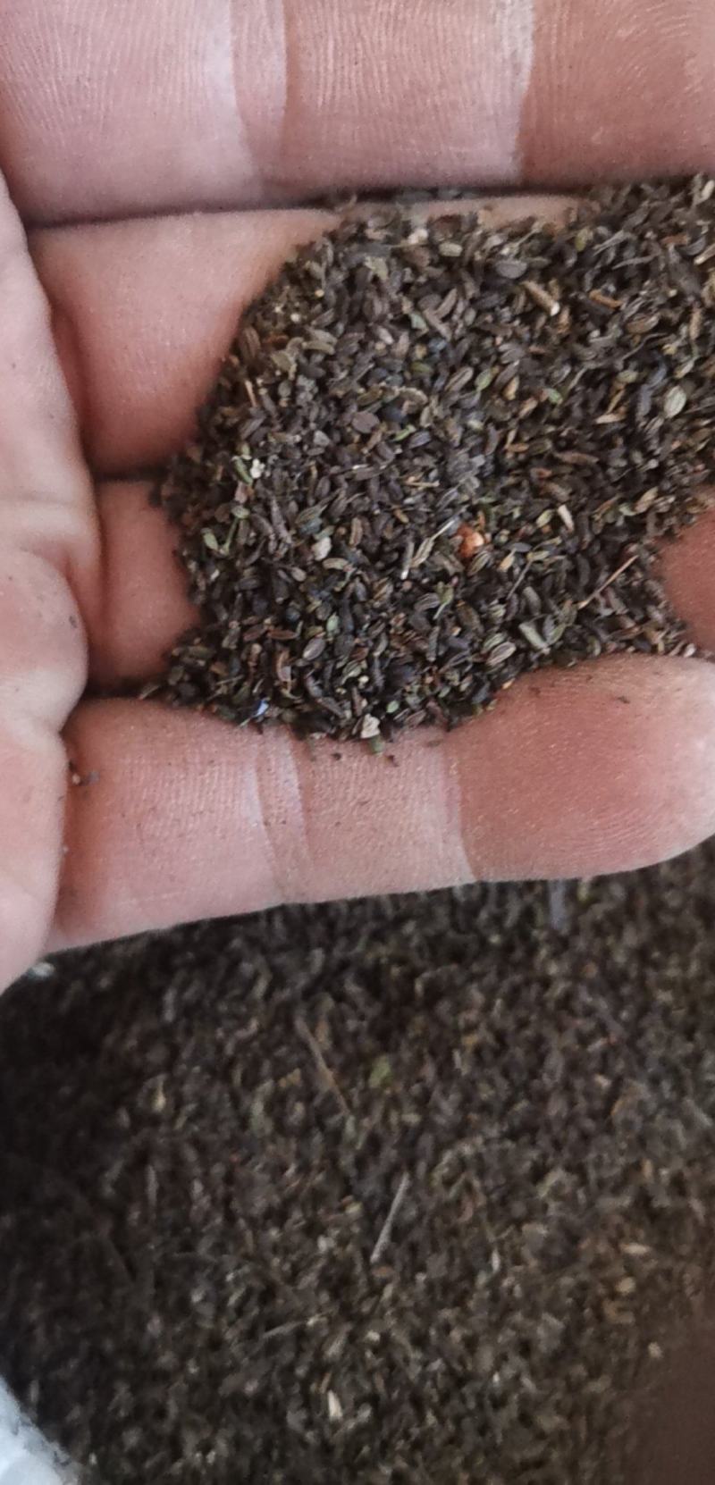 柴胡种子，北柴胡，红柴胡种子，芽率好，净度高