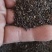 柴胡种子，北柴胡，红柴胡种子，芽率好，净度高
