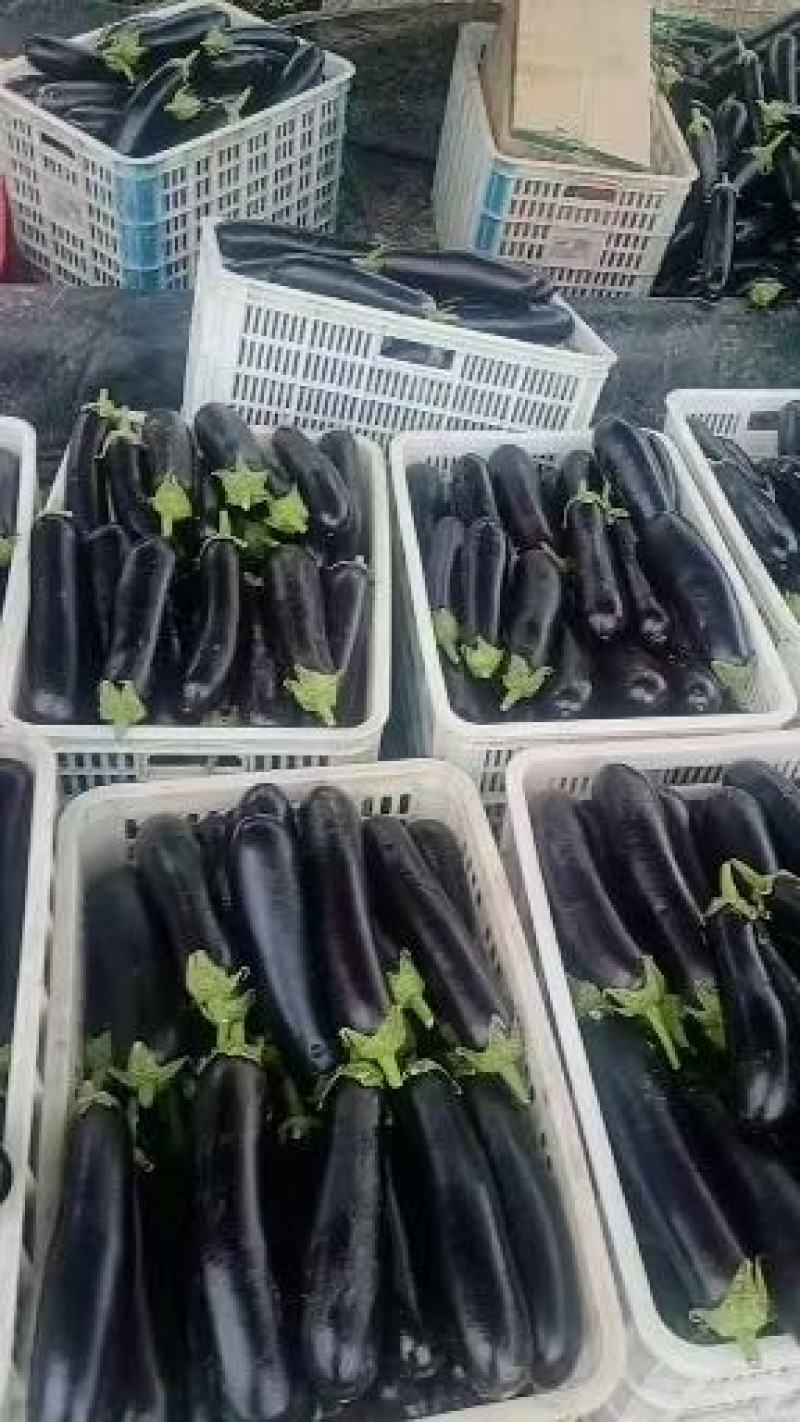 山东烧烤茄子长茄绿宝耐运输市场货源电商货源千亩基地直供