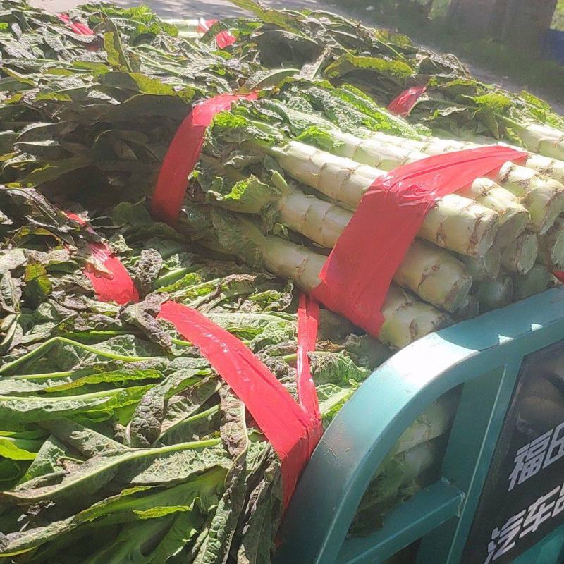 精品红叶莴苣产地直供量大从优，欢迎新老朋友前来订购
