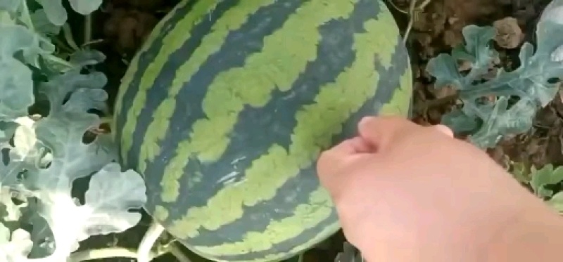 3云南盈江保山甜王西瓜，一手货源，代办代发，包熟包甜，