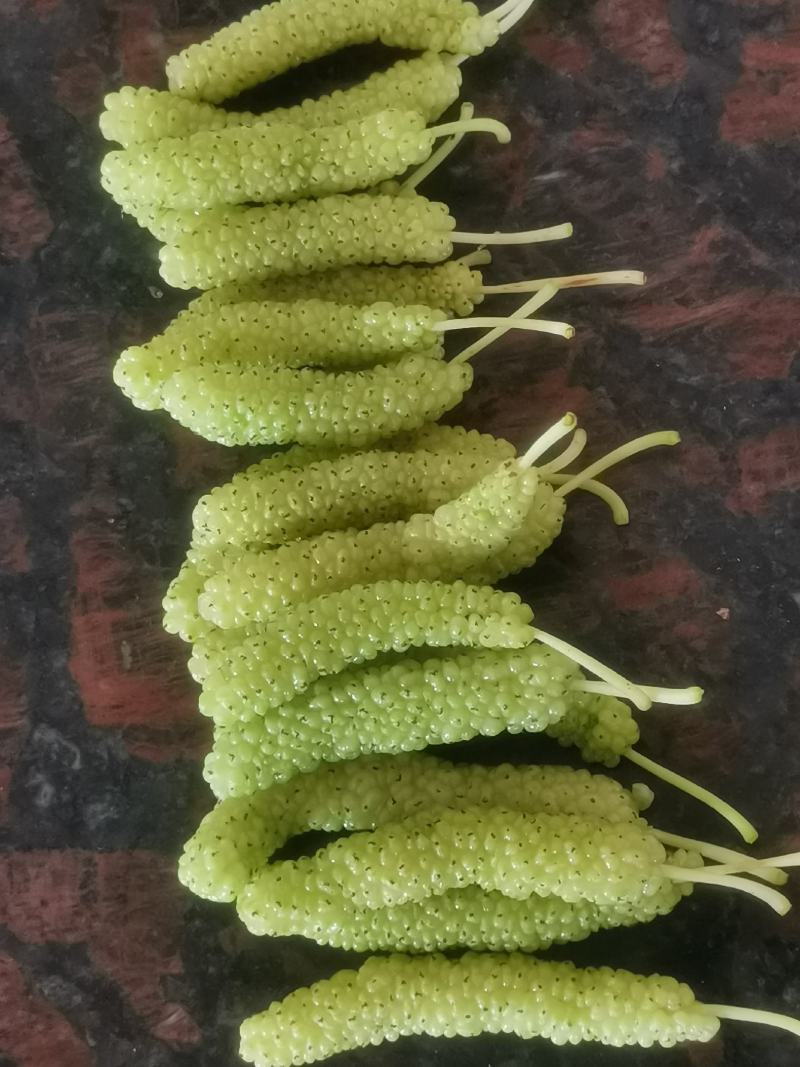 有好货桑树苗，水果苗新品种香金葚一年嫁接苗保质量，保存活