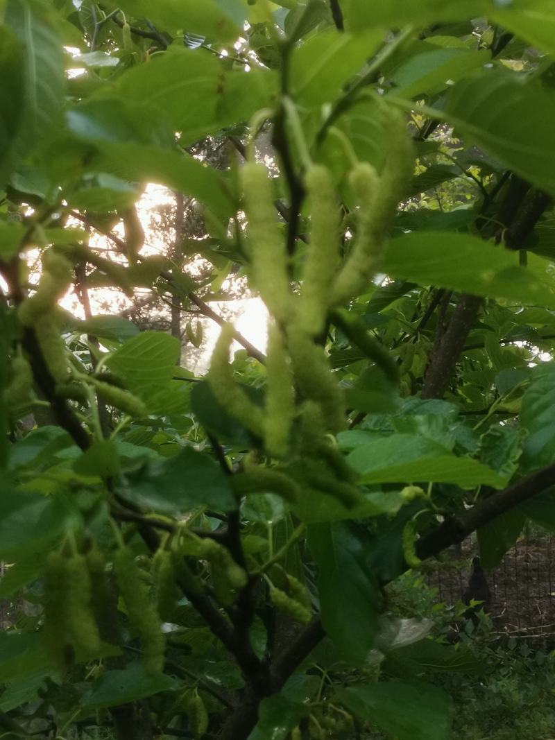 有好货桑树苗，水果苗新品种香金葚一年嫁接苗保质量，保存活