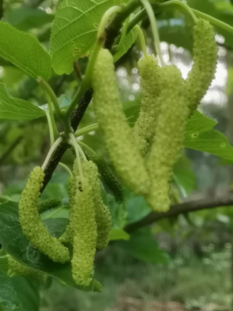 有好货桑树苗，水果苗新品种香金葚一年嫁接苗保质量，保存活