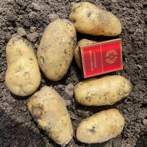 荷兰系列土豆