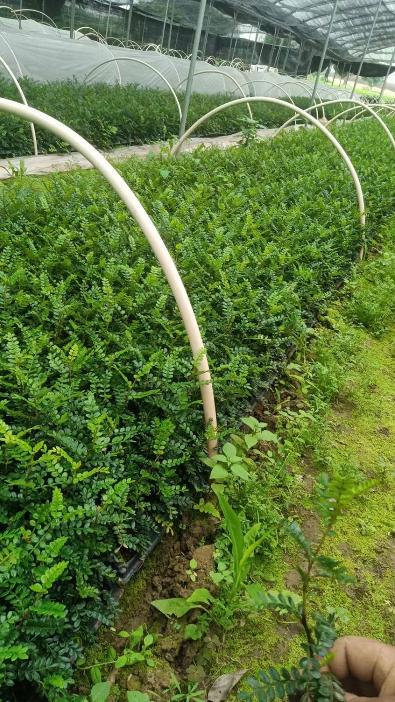 胡椒木苗