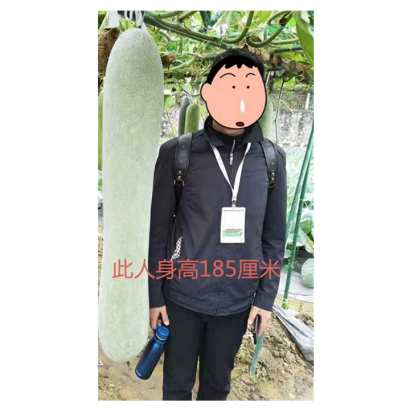 粉杂三号大冬瓜种子，10克，30到80斤