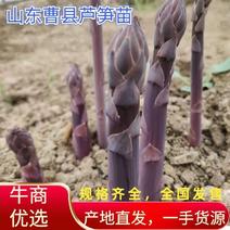 芦笋苗紫色芦笋苗进口芦笋包发芽量大优惠