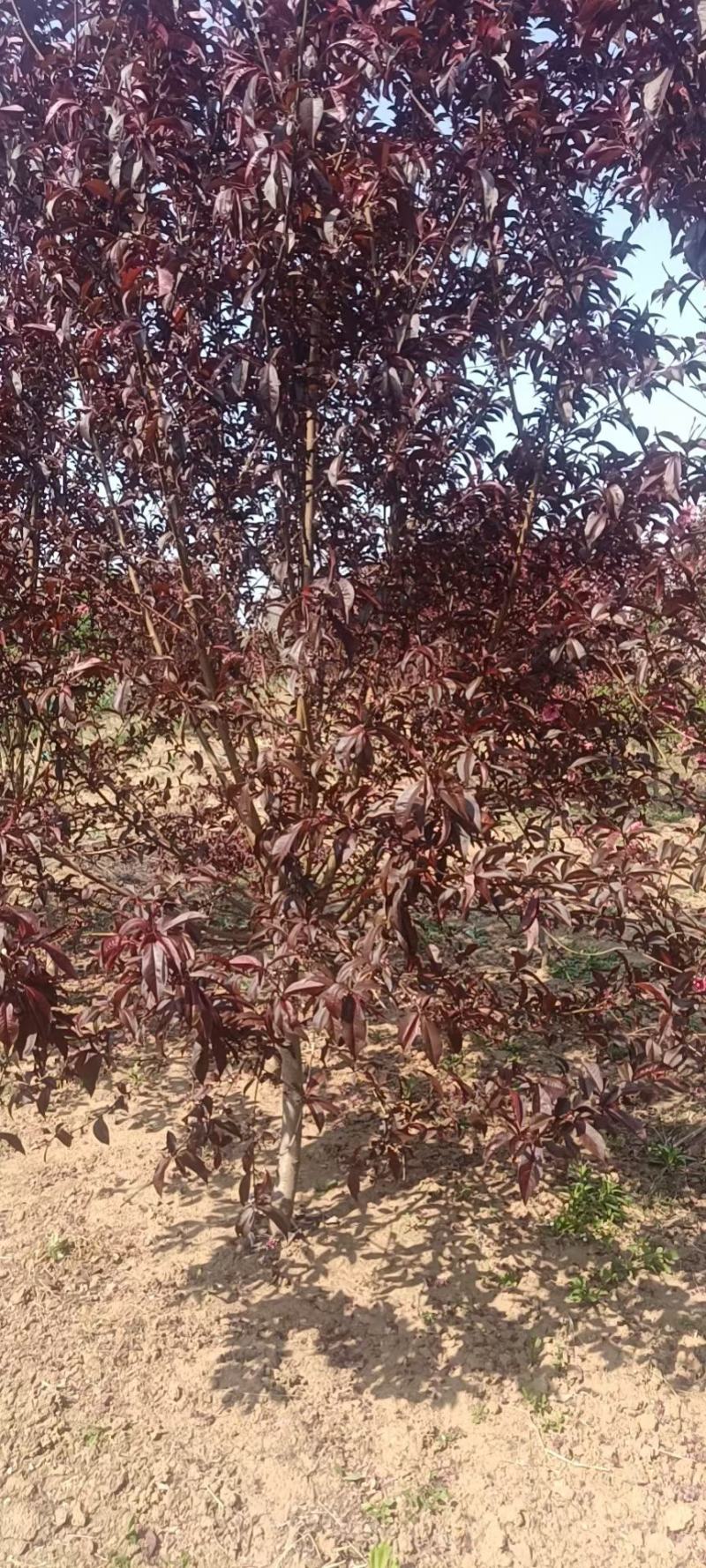 红叶碧桃紫叶碧桃树苗优质红花碧桃苗绿化行道树