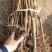 红叶碧桃紫叶碧桃树苗优质红花碧桃苗绿化行道树