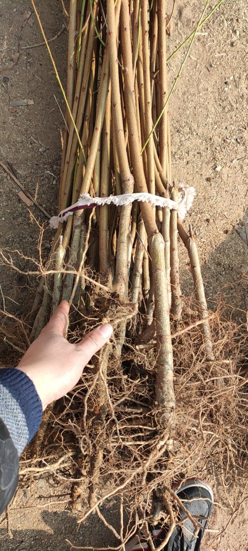 红叶碧桃紫叶碧桃树苗优质红花碧桃苗绿化行道树