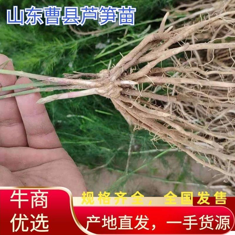 山东曹县芦笋苗根非转基因蔬菜营养高量大从优基地直发。