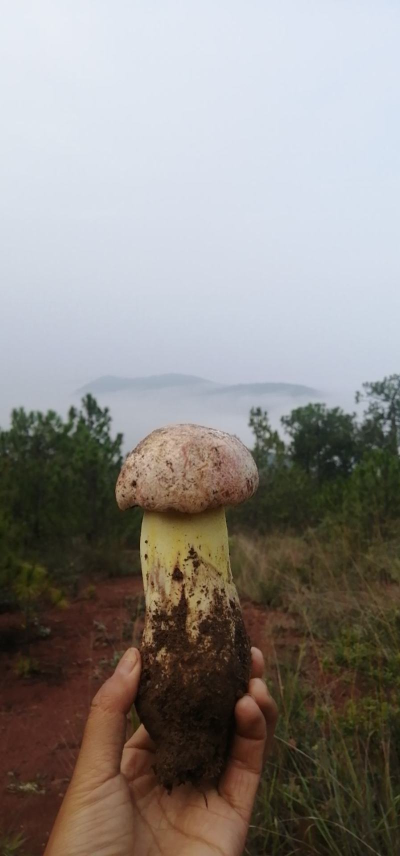 云南白葱菌（白牛肝菌）