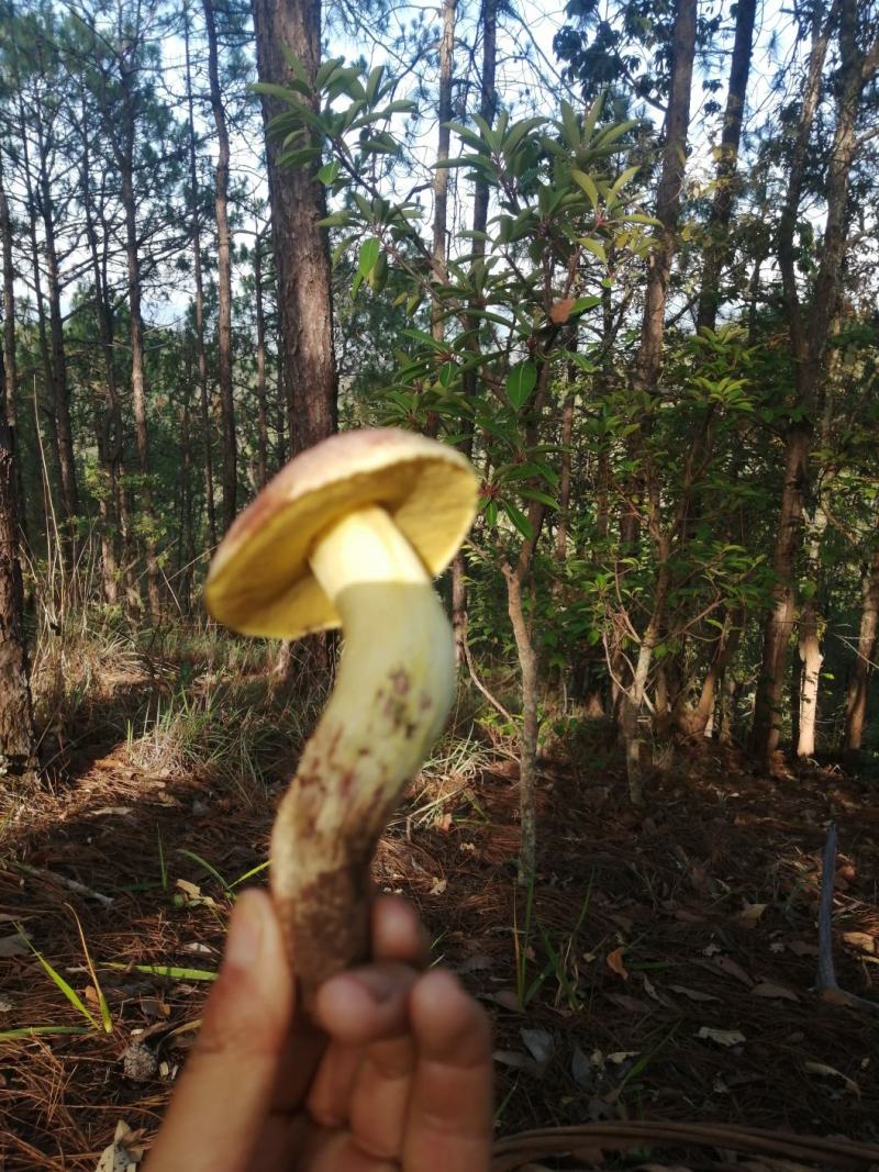 云南白葱菌（白牛肝菌）