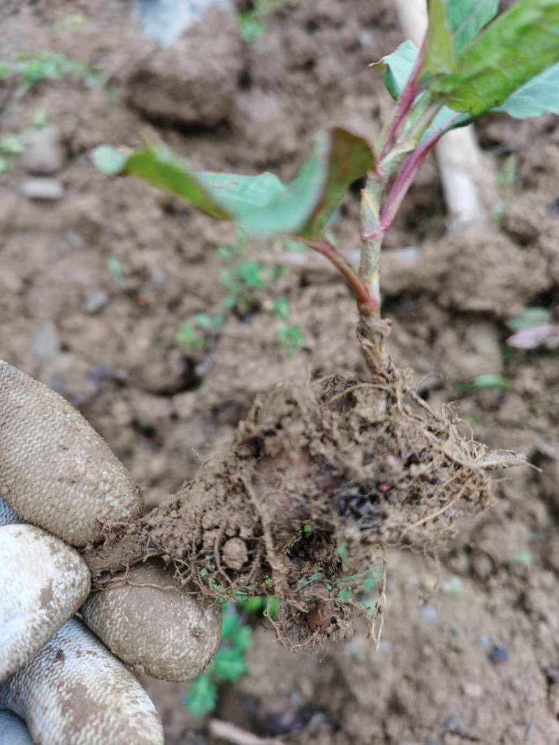 基地直供训化虎杖苗品质保证价格从优全国可发货