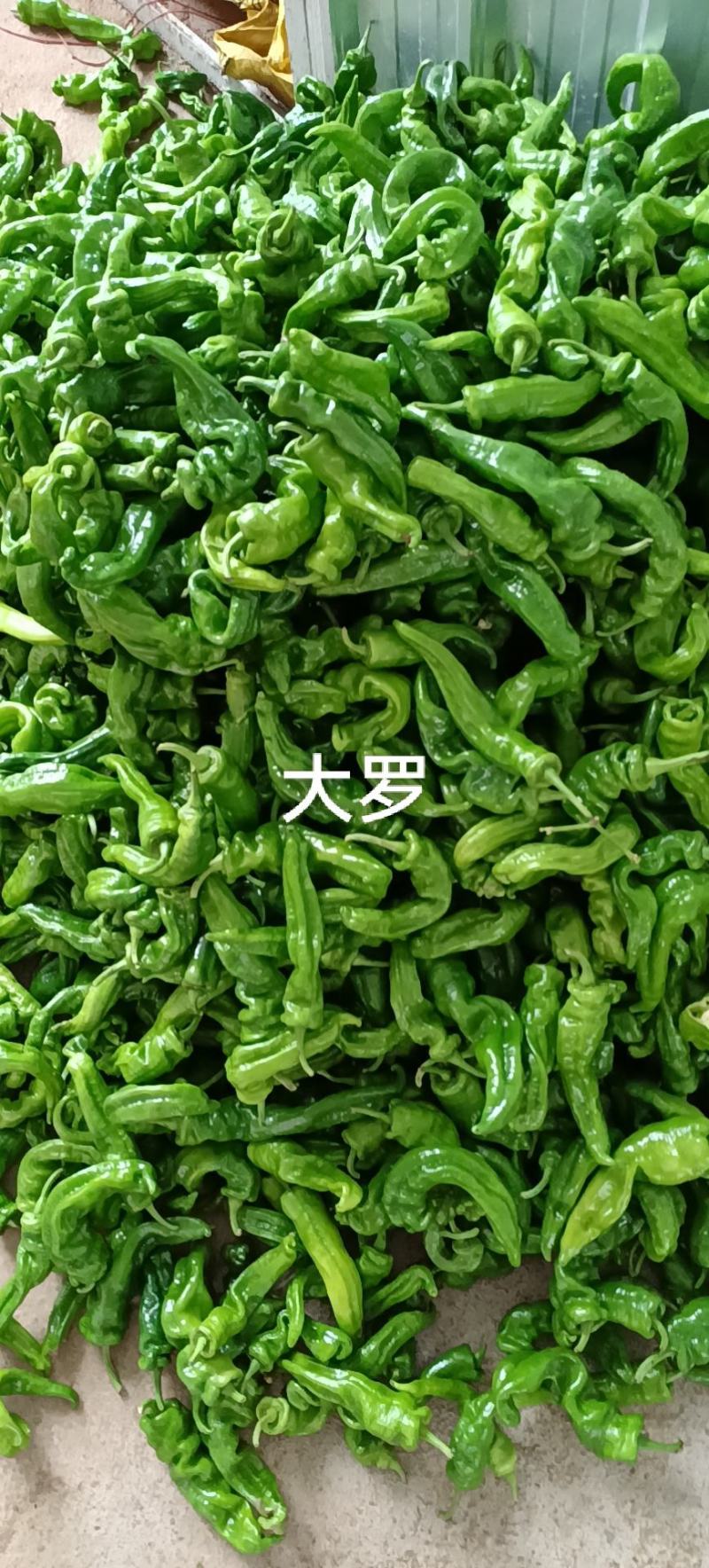 辣椒，专业代办，欢迎老板合作，质量有保证