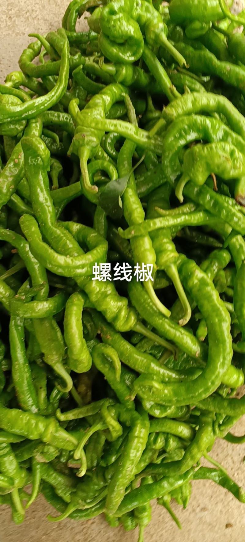 辣椒，专业代办，欢迎老板合作，质量有保证