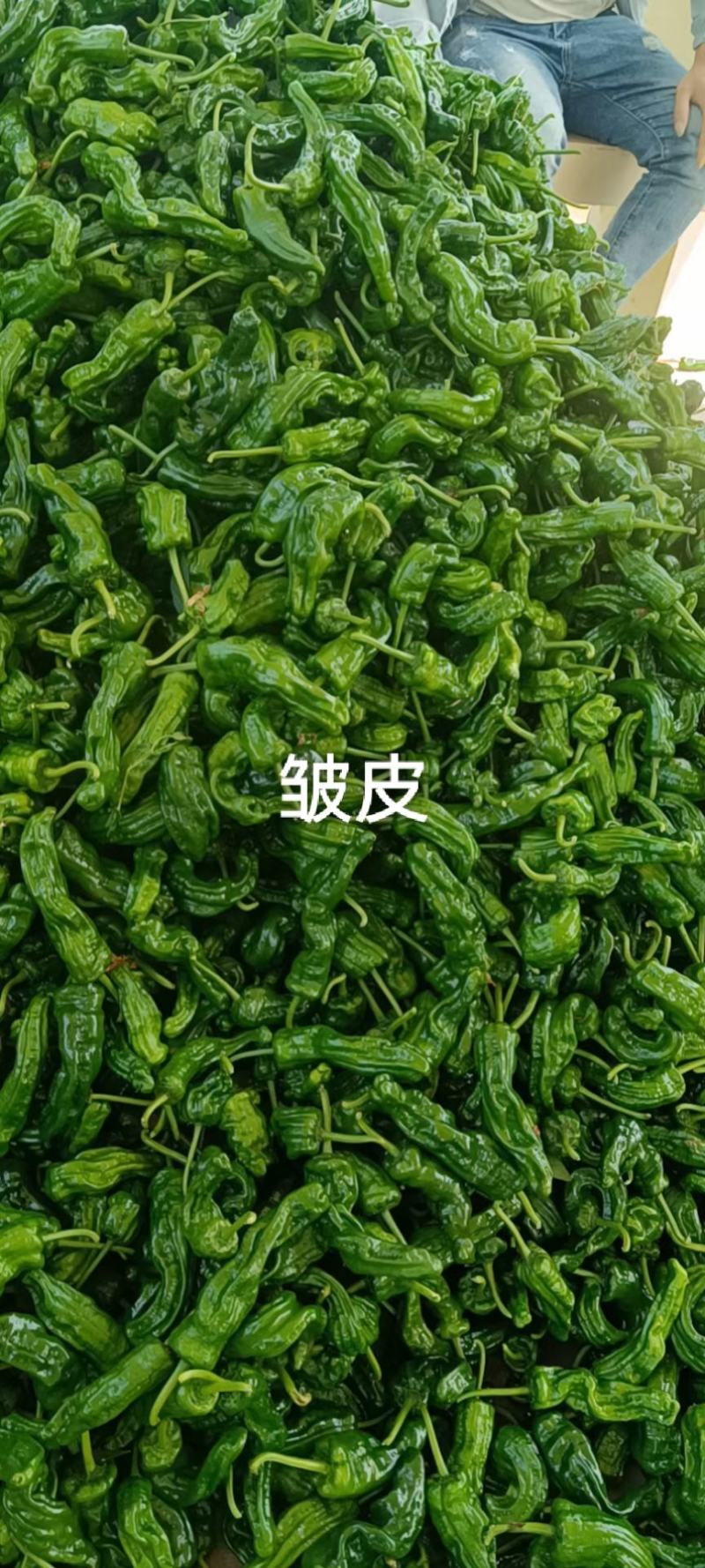 辣椒，专业代办，欢迎老板合作，质量有保证