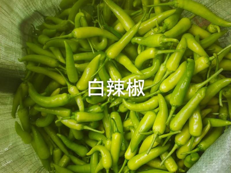 辣椒，专业代办，欢迎老板合作，质量有保证
