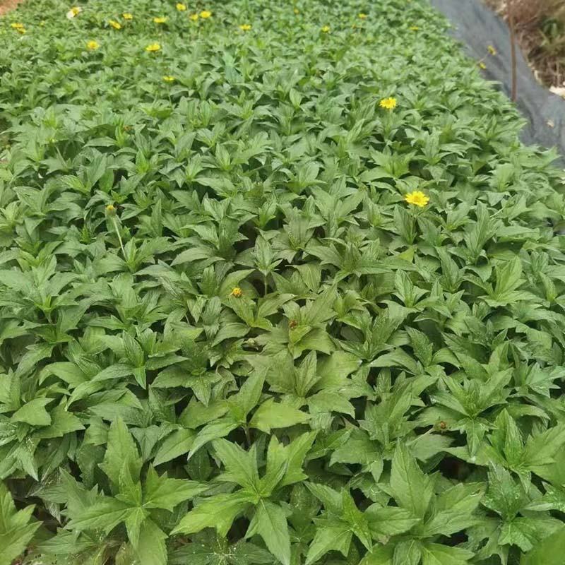 绿化蟛蜞菊小苗蟛蜞菊袋苗小杯苗别墅小区绿植地被苗