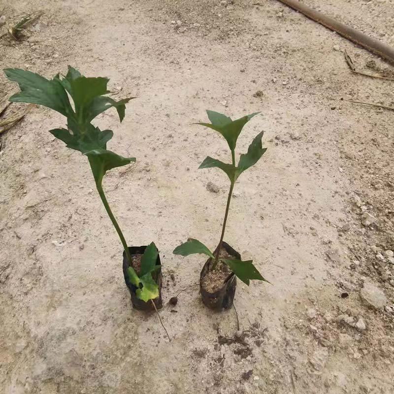 绿化蟛蜞菊小苗蟛蜞菊袋苗小杯苗别墅小区绿植地被苗
