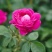 玫瑰鲜花饼