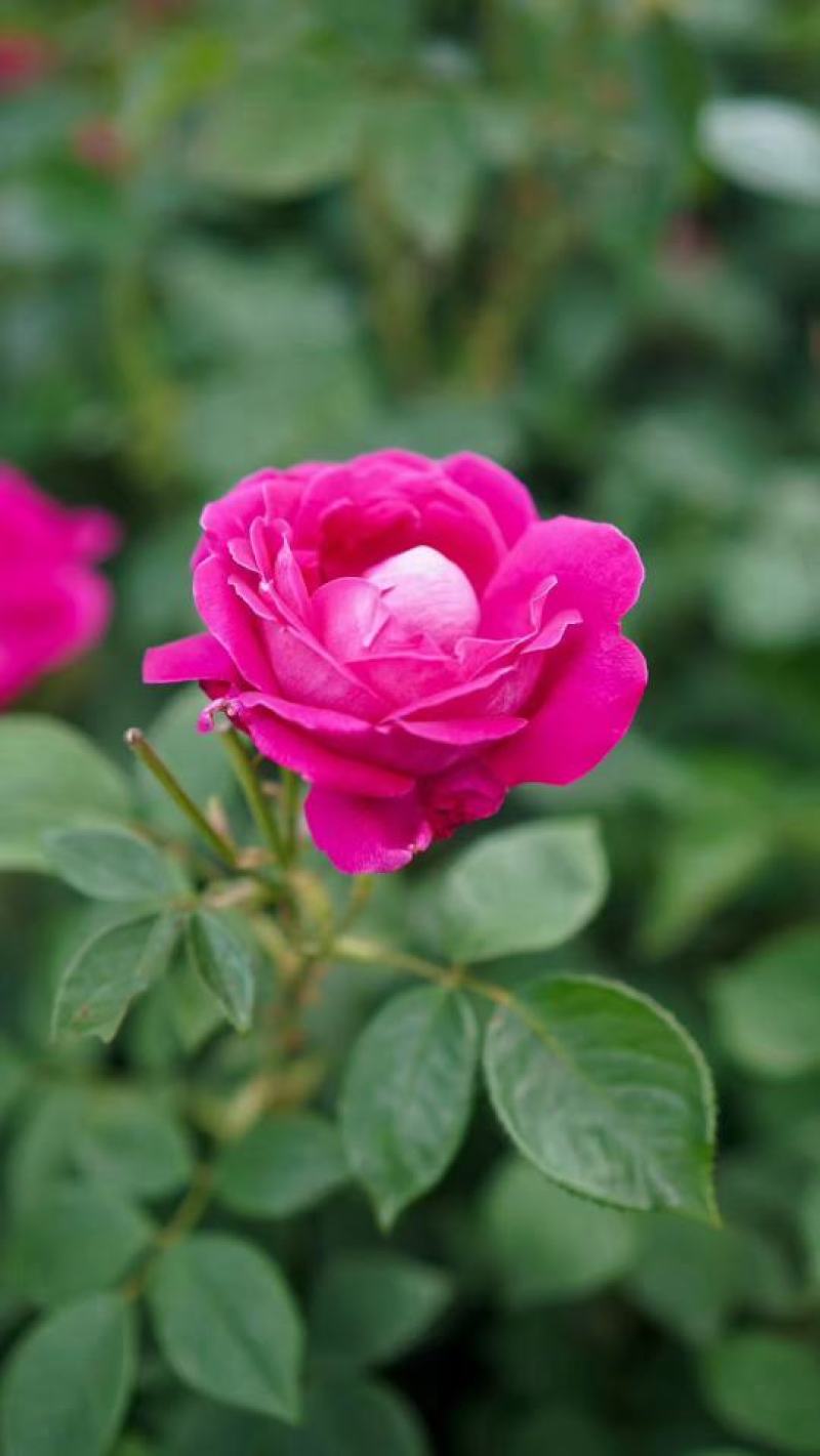 玫瑰鲜花饼