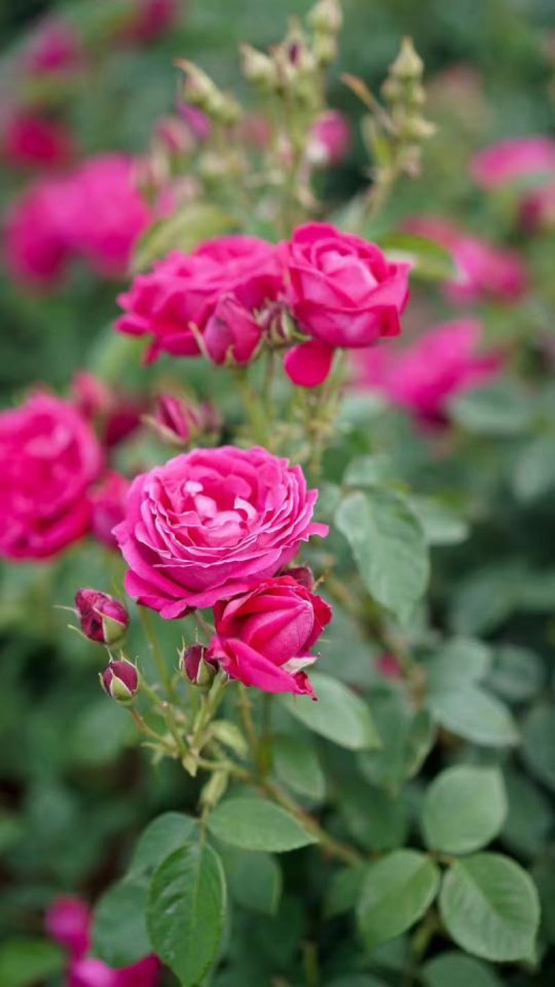 玫瑰鲜花饼