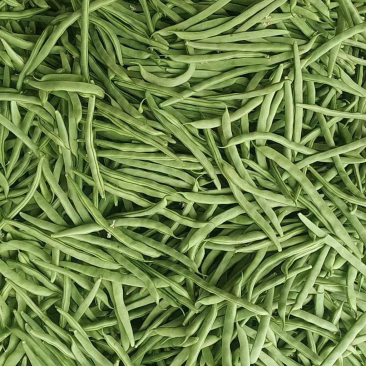 四季豆青芸豆质量保证代发全国量大从优基地直发