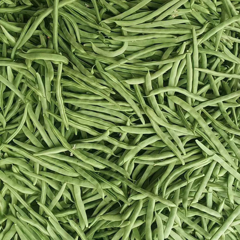 四季豆青芸豆质量保证代发全国量大从优基地直发