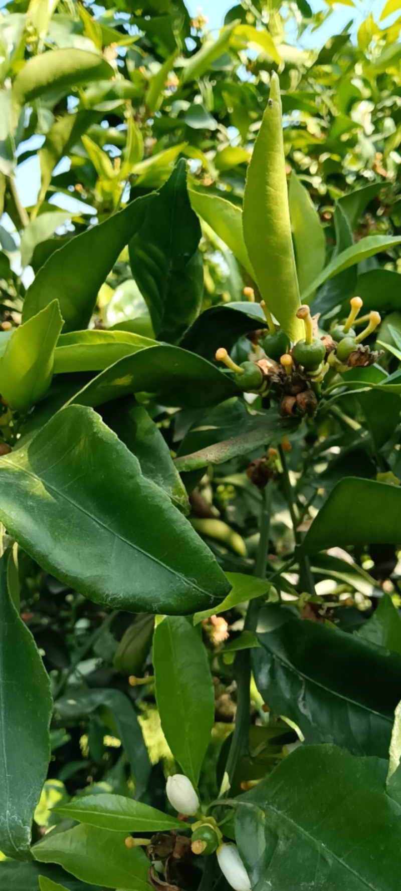 金堂中药枳实又名阴橙子，高山丘陵，花期阳光充足，