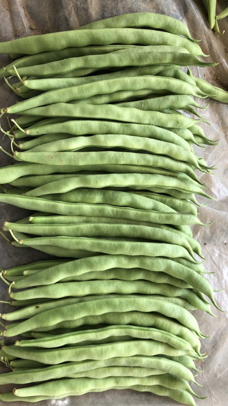 四季豆青芸豆质量保证代发全国量大从优基地直发