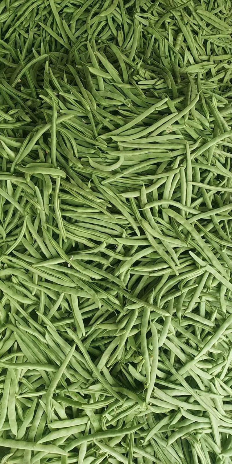 四季豆青芸豆质量保证代发全国量大从优基地直发