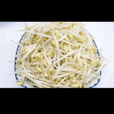 豆芽