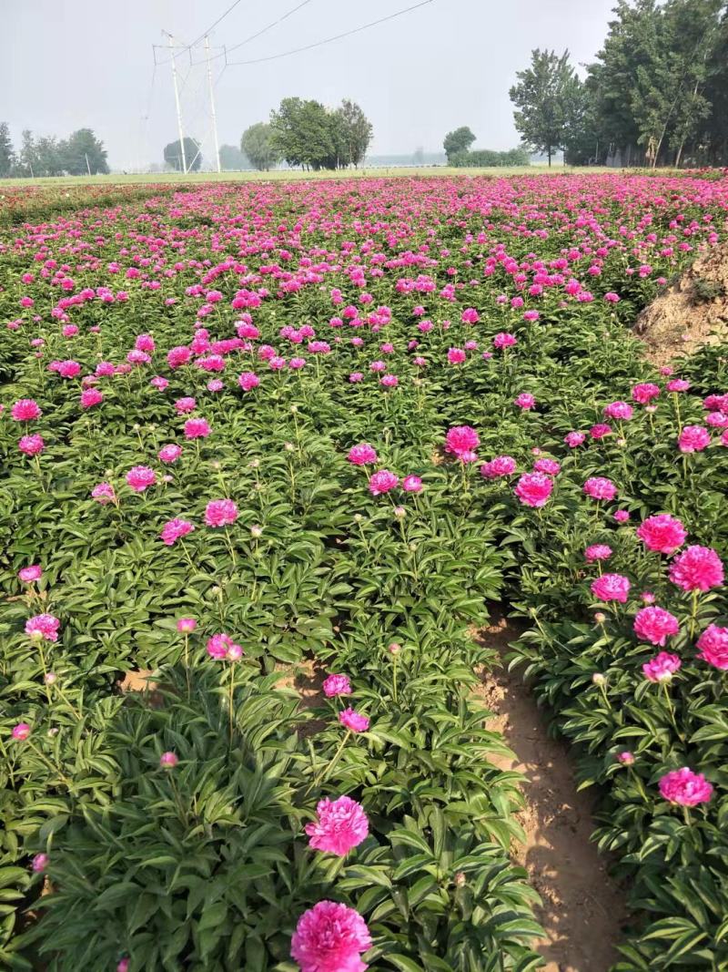 红色荷包牡丹地栽盆栽爱情之花花期长