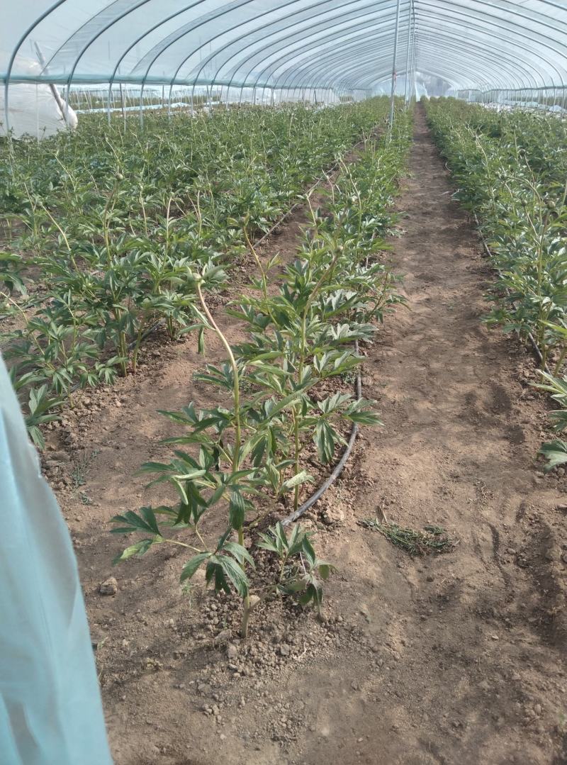 红色荷包牡丹地栽盆栽爱情之花花期长