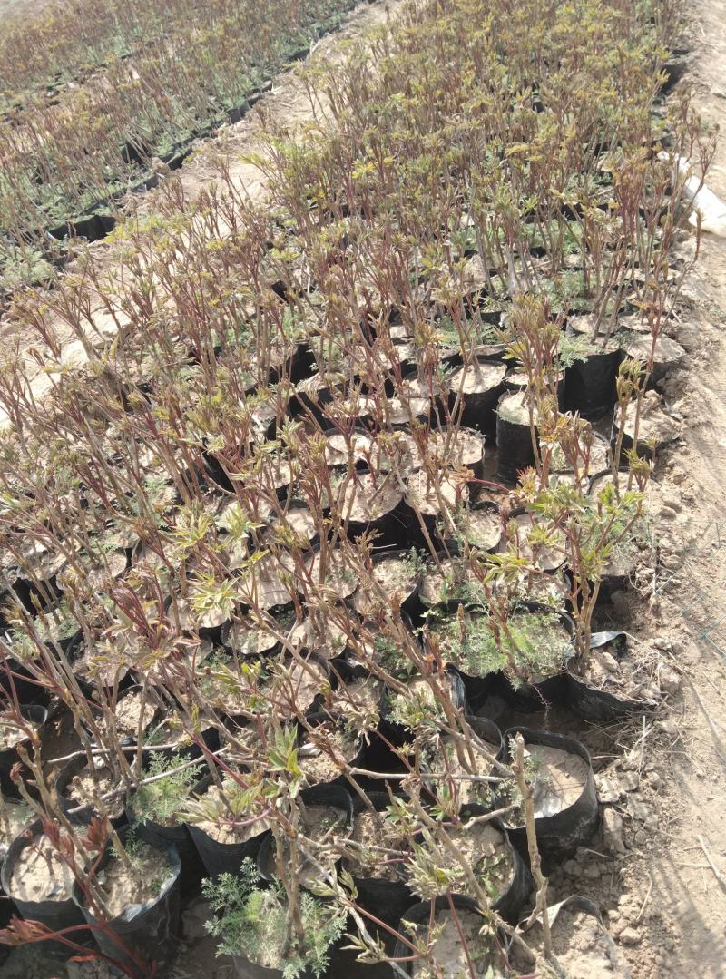 红色荷包牡丹地栽盆栽爱情之花花期长