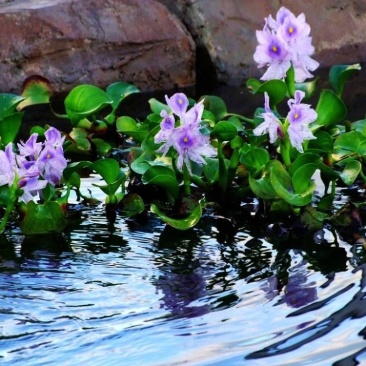 水葫莲