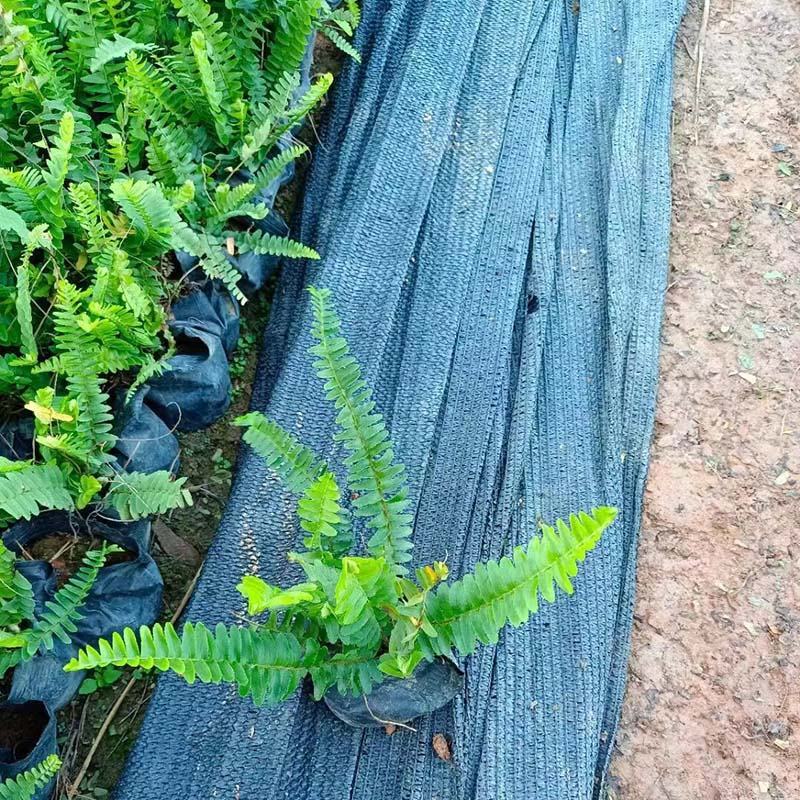 排骨草小苗批发蜈蚣草袋苗绿化肾蕨地被苗大杯苗