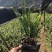 排骨草小苗批发蜈蚣草袋苗绿化肾蕨地被苗大杯苗