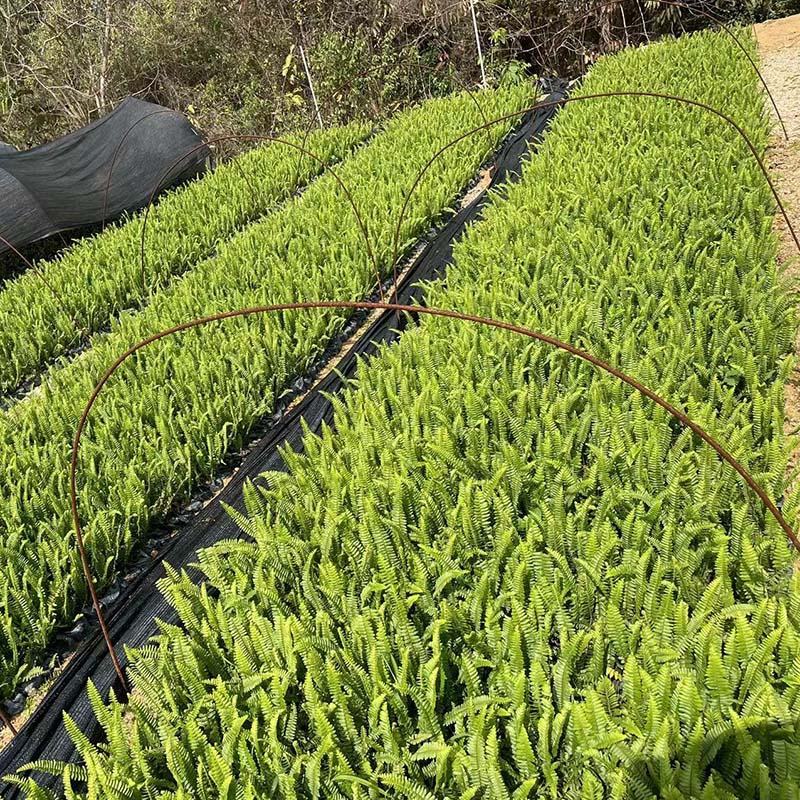 排骨草小苗批发蜈蚣草袋苗绿化肾蕨地被苗大杯苗