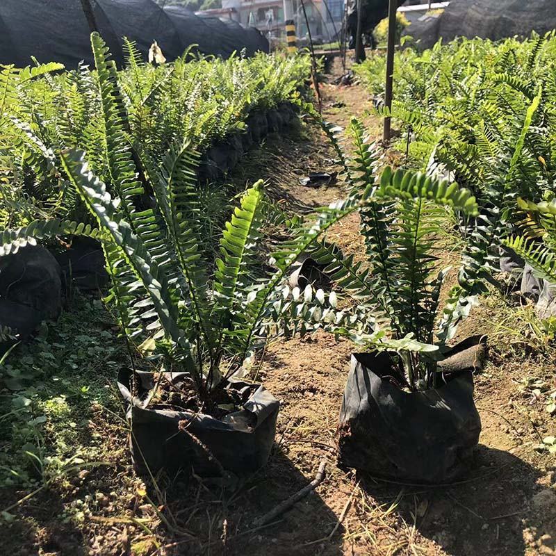 排骨草小苗批发蜈蚣草袋苗绿化肾蕨地被苗大杯苗