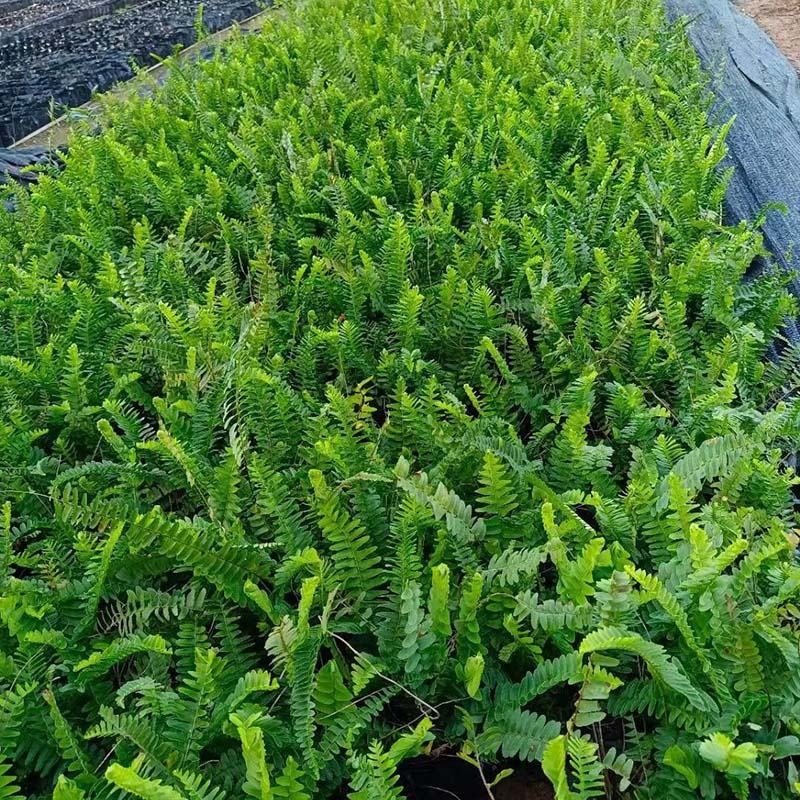 排骨草小苗批发蜈蚣草袋苗绿化肾蕨地被苗大杯苗