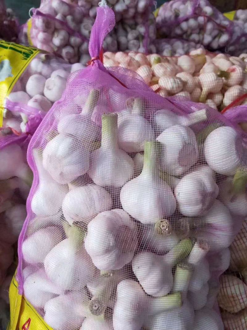 河南大蒜，精品紫皮大蒜，鲜蒜，把蒜，苗蒜，紫皮大蒜，电商，