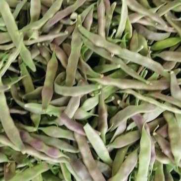2026紫花豆角