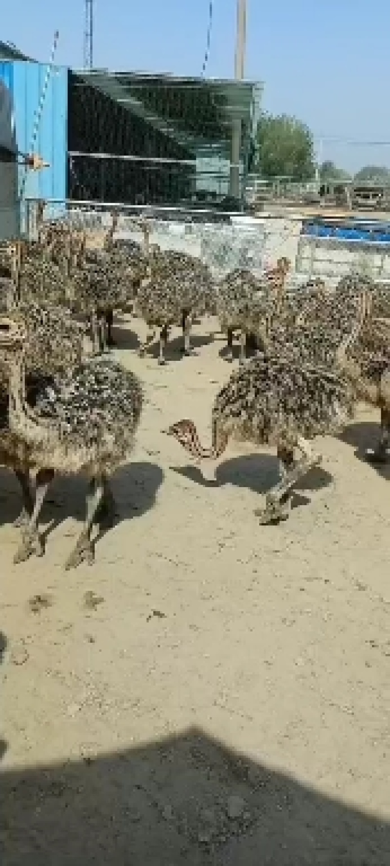 特种珍禽养殖基地